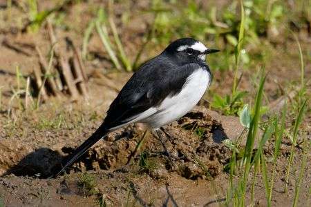 セグロセキレイ