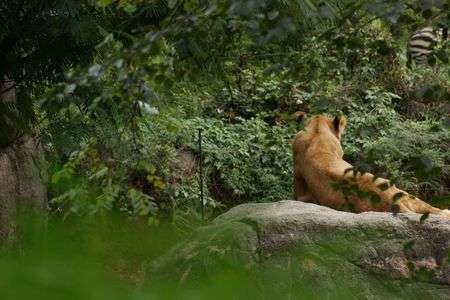 百獣の王、静かなる午後