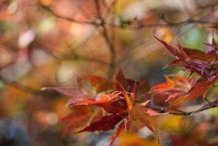 紅葉