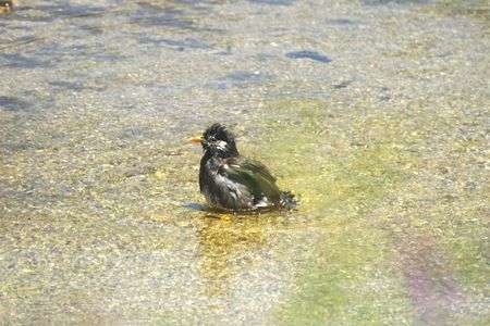 ムクドリの水浴び