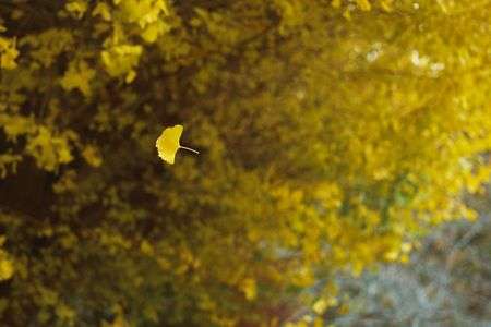 戻らぬ覚悟で散りゆけば