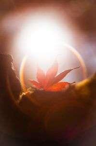 サークルもみじ