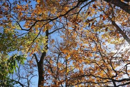 朝日を浴びて　天香具山　万葉の森