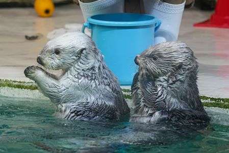 メイちゃんキラちゃん