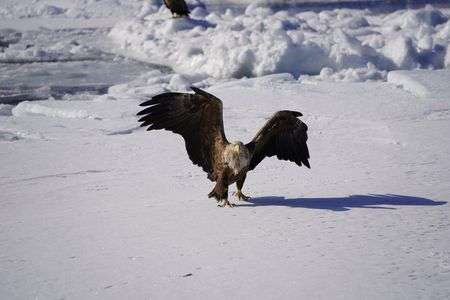 オジロワシ飛立ち