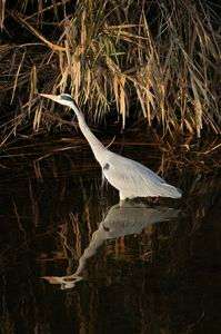 幻想的に撮れたサギ！！