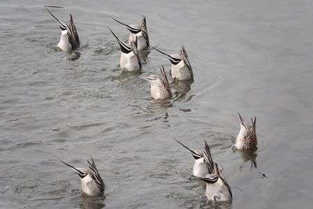 シンクロ (オナガガモ)