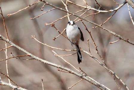 イチ、ニ、サン！