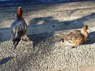 ヒドリガモーー「すみません、喧嘩中でして」