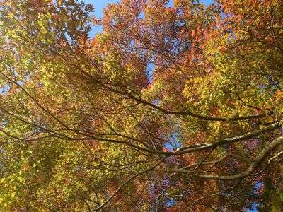 襲の色目（かさねのいろめ）弐