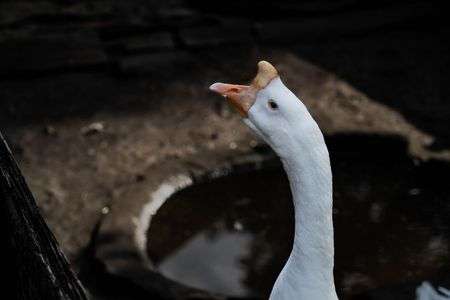 喉ごし絶好調！