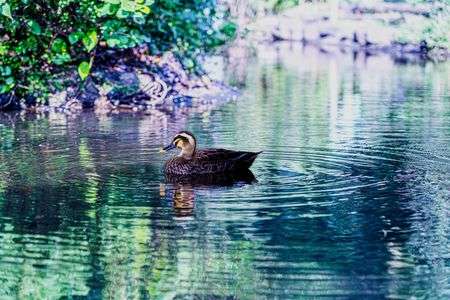 水鳥とさざなみ