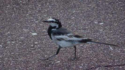 ハクセキレイさんに出会いました